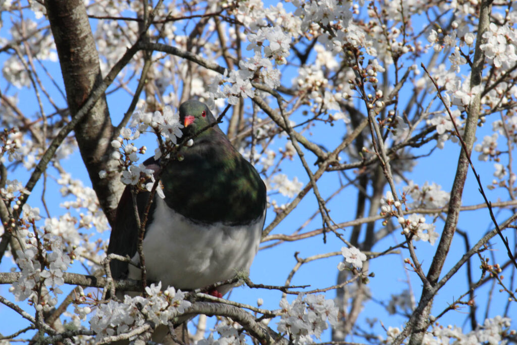 Ashburn Clinic is home to exceptional birdlife